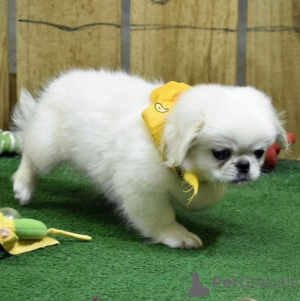 Photo №1. pekingese - for sale in the city of Baumholder | 258$ | Announcement № 156395