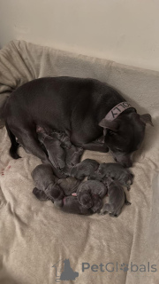 Photo №1. staffordshire bull terrier - for sale in the city of Brașov | negotiated | Announcement № 160033