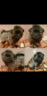 Photo №2 to announcement № 5342 for the sale of german spitz - buy in Russian Federation breeder