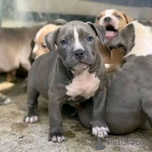 Photo №2 to announcement № 139045 for the sale of cane corso - buy in Germany breeder