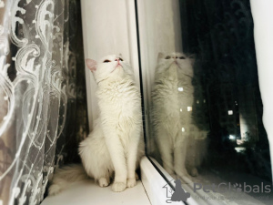 Photo №1. turkish angora - for sale in the city of Bishkek | 300$ | Announcement № 54849