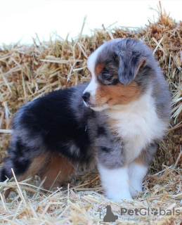 Photo №3. Australian shepherd. Czech Republic