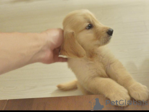 Photo №2 to announcement № 96356 for the sale of golden retriever - buy in Croatia private announcement