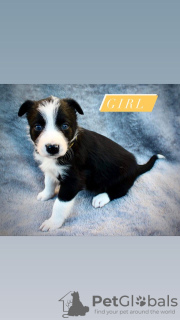 Photo №3. Adorable Border Collie puppies for adoption. Germany