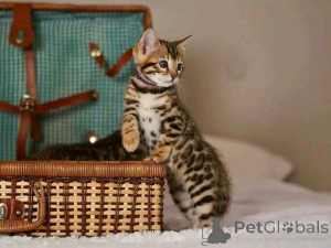 Photo №3. Vi har några söta kattungar redo för adoption. Låt mig veta om du är intresserad. Germany