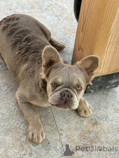 Photo №4. I will sell french bulldog in the city of Belgrade. breeder - price - 2581$