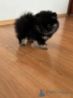 Photo №4. I will sell pomeranian in the city of Москва. private announcement, from nursery, breeder - price - 406$
