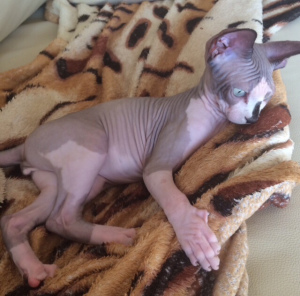 Photo №3. Purebred Canadian Sphynx!. Russian Federation