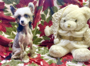 Photo №1. chinese crested dog - for sale in the city of Berlin | Is free | Announcement № 125180