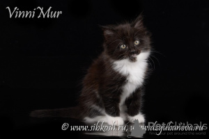 Photo №2 to announcement № 68535 for the sale of siberian cat - buy in Russian Federation from nursery