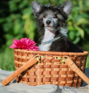 Photo №1. chinese crested dog - for sale in the city of Zrenjanin | negotiated | Announcement № 118638