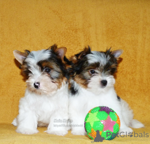 Photo №2 to announcement № 167229 for the sale of beaver yorkshire terrier - buy in Georgia private announcement, from nursery, breeder