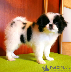 Photo №1. japanese chin - for sale in the city of Minsk | 772$ | Announcement № 8166