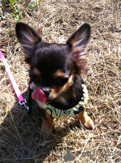 Photo №2 to announcement № 6774 for the sale of chihuahua - buy in Russian Federation breeder