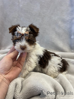 Photo №4. I will sell non-pedigree dogs in the city of Erftstadt. breeder - price - 358$