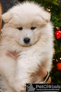Photo №2 to announcement № 134323 for the sale of samoyed dog - buy in Poland breeder