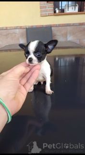 Photo №2 to announcement № 168094 for the sale of chihuahua - buy in Canada breeder