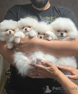 Additional photos: White Pomeranian Spitz puppies