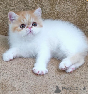Photo №1. exotic shorthair - for sale in the city of Bregenz | 361$ | Announcement № 171171