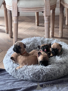 Photo №1. french bulldog - for sale in the city of Paris | Is free | Announcement № 167144