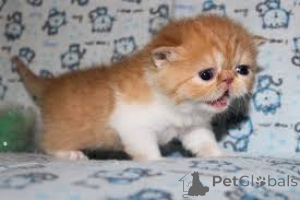 Photo №1. exotic shorthair - for sale in the city of Nuremberg | negotiated | Announcement № 136750