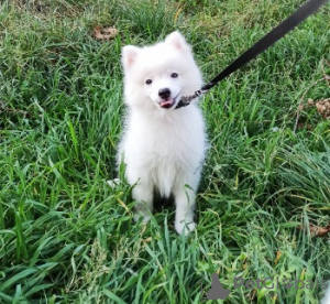 Photo №4. I will sell japanese spitz in the city of Dnipro. private announcement - price - 293$