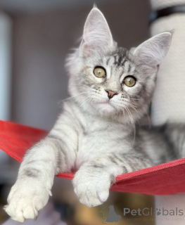 Photo №1. maine coon - for sale in the city of Baden Baden | 1022$ | Announcement № 163471