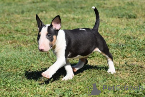 Photo №1. bull terrier - for sale in the city of Vantaa | Is free | Announcement № 129368