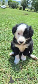 Photo №3. Preciosos cachorros Border Collie en venta. Spain