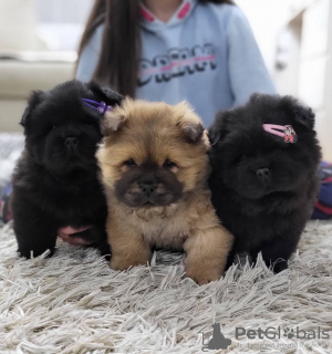 Photo №3. Chow Chow Male Puppies For Sale!. Serbia