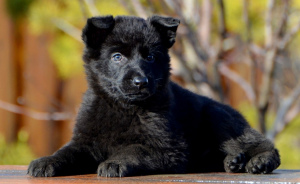 Additional photos: male from 19.11, black, standard, World Champion Lines, KSU,