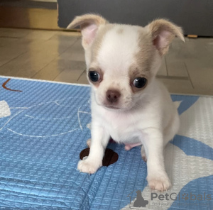 Photo №1. chihuahua - for sale in the city of Chelyabinsk | 391$ | Announcement № 103621