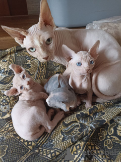 Photo №1. sphynx cat - for sale in the city of Tbilisi | 450$ | Announcement № 166409