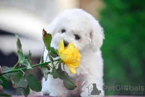 Photo №3. Bichon Frize puppies from parents of champions. Ukraine