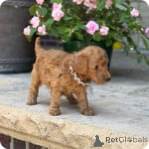 Photo №1. poodle (royal) - for sale in the city of Indiana | 3000$ | Announcement № 147535