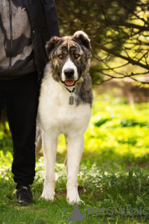 Additional photos: The Caucasian wolfhound is in good hands.