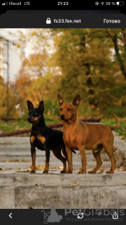 Photo №4. I will sell miniature pinscher in the city of Chernigov. from nursery - price - 1040$