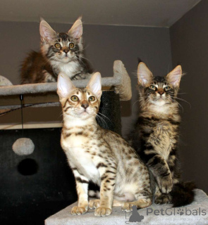 Photo №2 to announcement № 172455 for the sale of savannah cat - buy in Belgium 