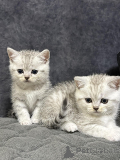 Photo №4. I will sell scottish straight in the city of Minsk. breeder - price - 145$