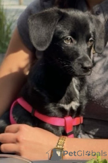 Photo №1. labrador retriever - for sale in the city of Kaunas | Is free | Announcement № 142949