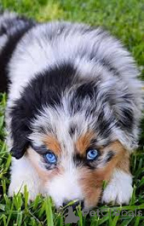 Photo №4. I will sell australian shepherd in the city of Newport.  - price - negotiated