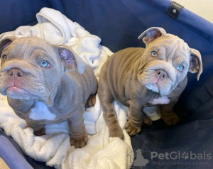 Photo №1. english bulldog - for sale in the city of Manila | negotiated | Announcement № 75304