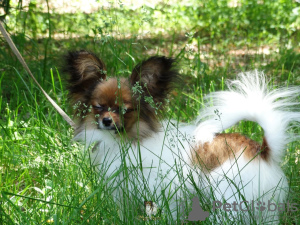 Photo №2 to announcement № 51179 for the sale of papillon dog - buy in Russian Federation from nursery