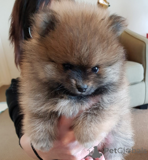Photo №1. pomeranian - for sale in the city of Feldkircch | 619$ | Announcement № 167407