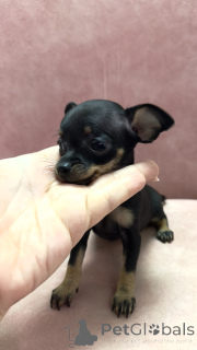 Photo №2 to announcement № 136931 for the sale of russkiy toy - buy in Georgia private announcement