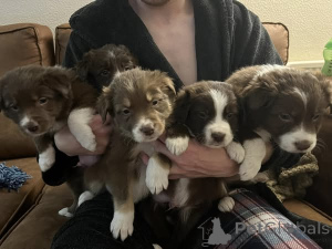 Photo №3. Border Collie Puppies Kc Registered. Denmark