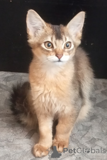 Photo №2 to announcement № 141243 for the sale of  - buy in Latvia breeder