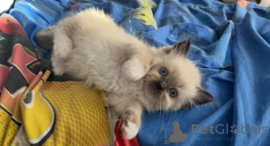 Photo №3. ragdoll kittens. United States