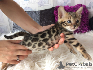Photo №1. bengal cat - for sale in the city of Дармштадт | 370$ | Announcement № 103787