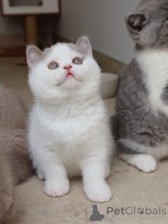 Photo №2 to announcement № 171103 for the sale of british shorthair - buy in Germany breeder